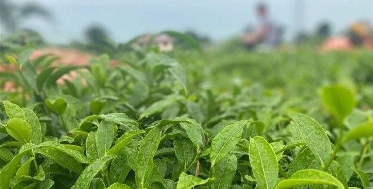 ÇAYKUR’dan 3 günde 730 ton yaş çay alımı