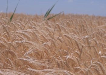 BM’den tahıl koridoru açıklaması