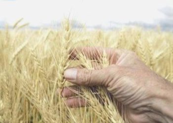 BM: Acil besine gereksinim duyanların sayısı 21,6 milyon kişi arttı