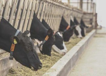 Hayvancılık dayanakları artırıldı