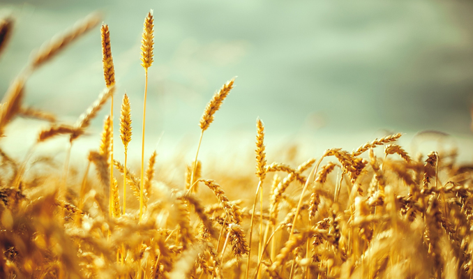 Buğday fiyatı 1 yılın zirvesinde
