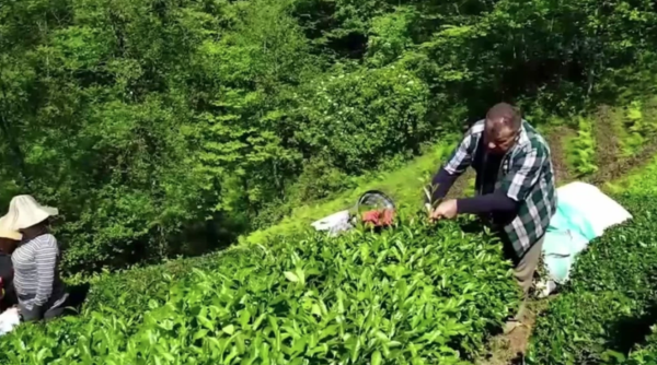 Yaş çay alım fiyatını üretici beğenmedi