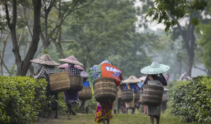 Hindistan’da hava koşulları çay üretimini vurdu
