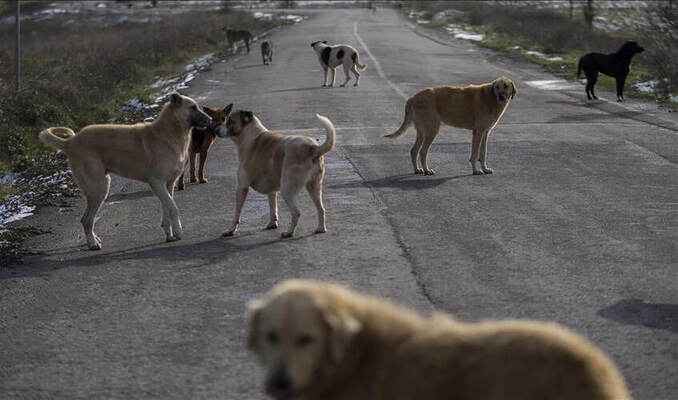 Sokak köpekleri teklifi Meclis’te! Ötenazi ve hapis cezası geliyor