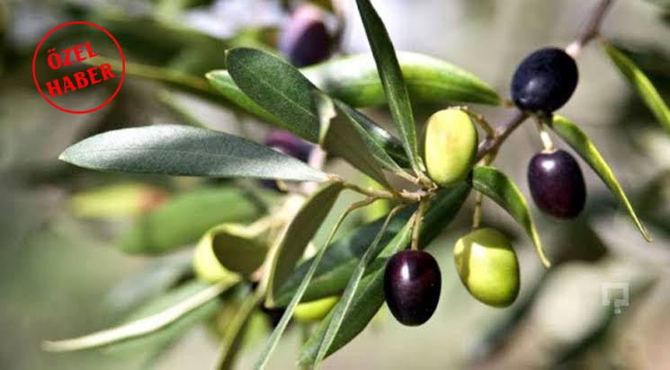 ÇOK YAKINDA: Zeytin Baronu!