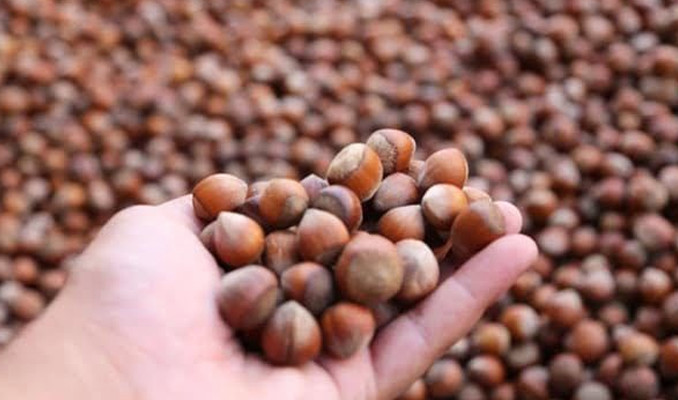 Fındık fiyatı haftaya 130 liradan başladı