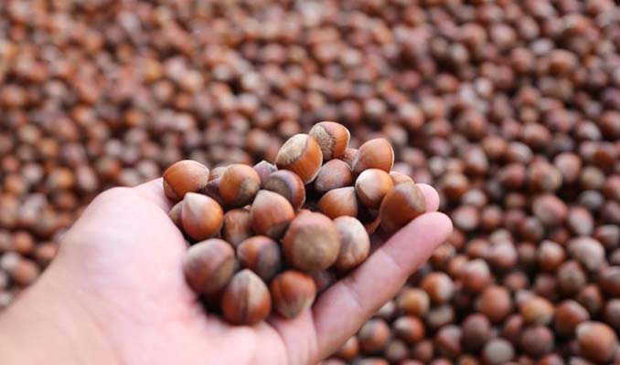 Rekabet Kurumu’ndan fındık sektörüne yakın takip