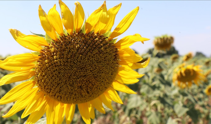 Ayçiçeği yağına 3 ayda 3 kez zam!