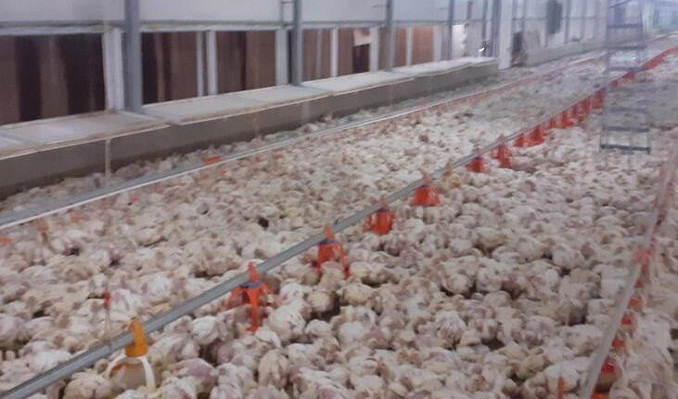 Beyaz et firmalarına ceza yağdı