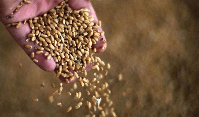 Buğday ithalat yasağı kaldırılıyor