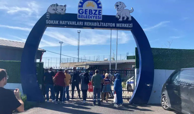 Rehabilitasyon merkezinde onlarca hayvan öldürüldü iddiası