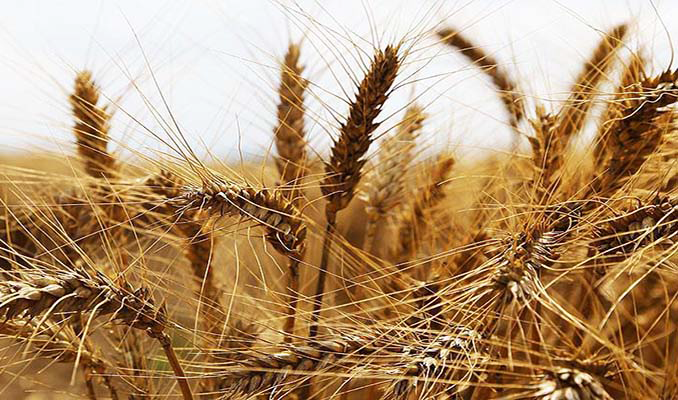 Rusya’nın buğday ve arpa ihracatında vergiler yükseldi