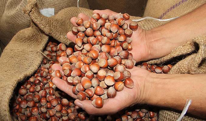 Ticaret borsalarında 33 bin ton fındık işlem gördü