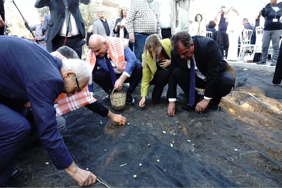 11 asırlık ağaçtan zeytinyağı hasadı