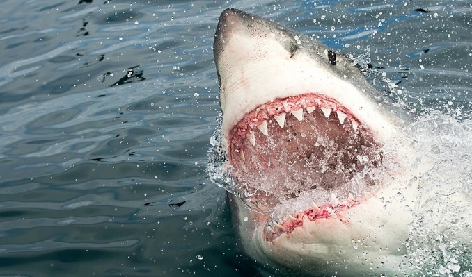 Mısır’da köpekbalığı dehşeti: 1 ölü