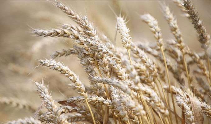 Tarım borsası TÜRİB büyüyor: İşlem hacmi 66 milyar lirayı aştı