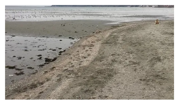 Çevrede tedirginlik yaratan görüntüler: Silivri’de deniz suyu 100 metre çekildi