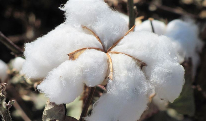 ‘Beyaz altın’da sıkıntı büyük