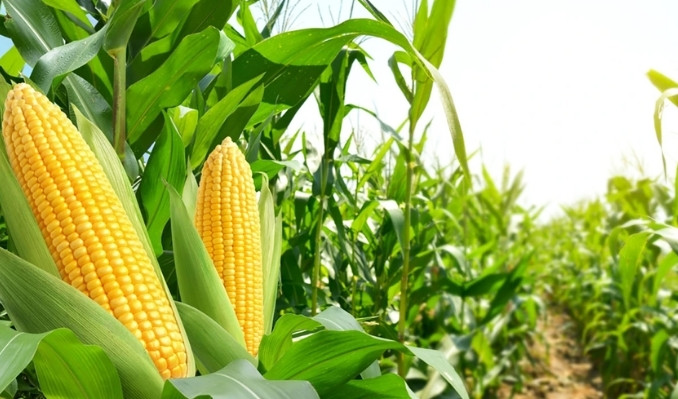 Mısır ithalatında 30 Haziran’a kadar tarife kontenjanı açıldı