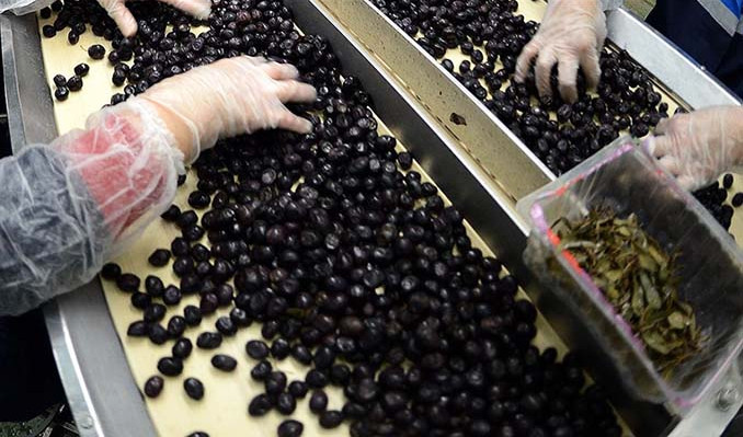 Marmarabirlik ortaklara 3 milyar liralık ödemeyi tamamlıyor