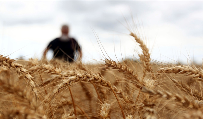 Milyarlık buğday ve mısır vurgunu ortaya çıktı!