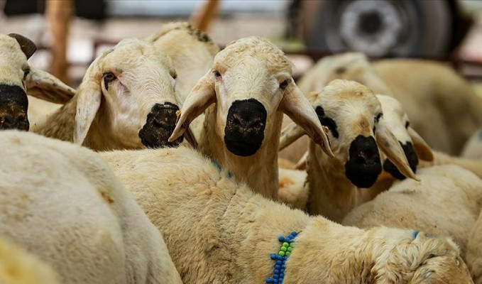 Taksitle kurban kesilir mi? Yeni fetva gündem oldu