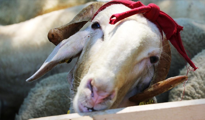 Vekalet yoluyla kurban kesim bedelleri açıklandı
