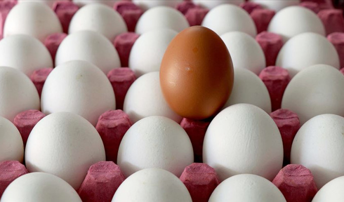 Yumurta fiyatlarına bakanlık ayarı