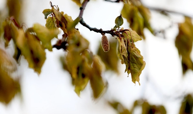 Zirai don araştırması Resmi Gazete’de
