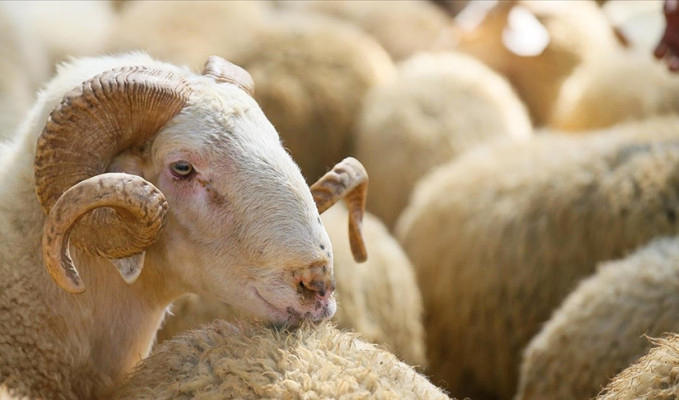 İBB, 4 tesiste kurban satış ve kesim hizmeti verecek