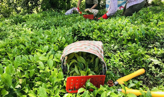 Yaş çay fiyatı belli oldu