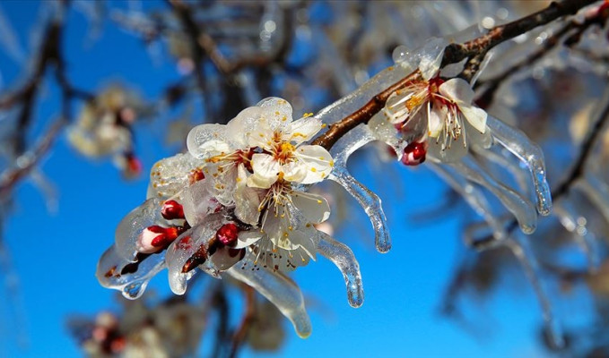 Zirai don desteği Kurban Bayramı sonrası başlıyor