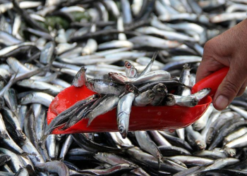 Hamsi bol geldi, yüzler güldü