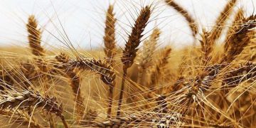 Türkiye’nin tahıl ithalatının yüzde 70’i Rusya’dan