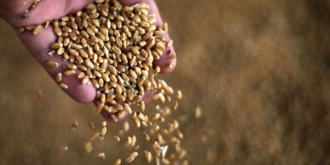 Çatışma buğdayı iki yılın zirvesine taşıdı