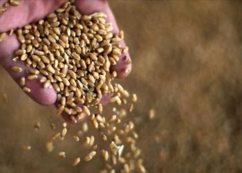 Çatışma buğdayı iki yılın zirvesine taşıdı